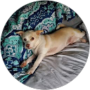 Michael Hollander profile picture